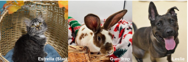 Estrella the cat, Gumdrop the bunny, and Leslie the dog at the Oregon Humane Society.