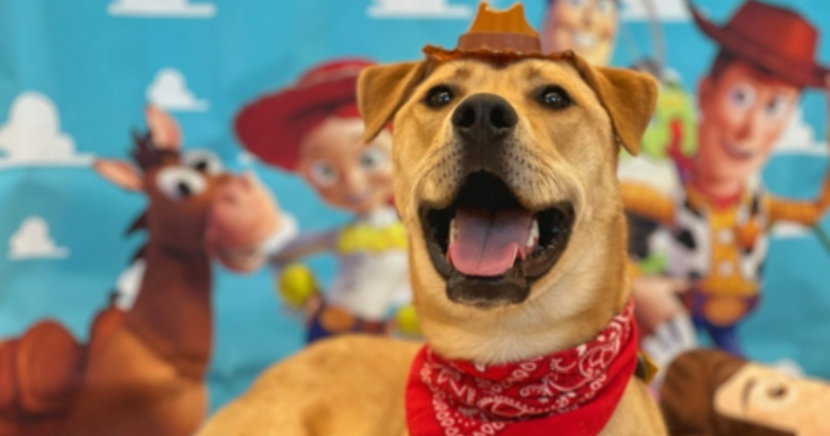 A picture featuring Lasso, a Labrador Dog mix who has gained fame at the Oregon Humane Society.